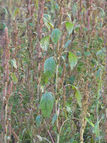 Amaranthus retroflexus